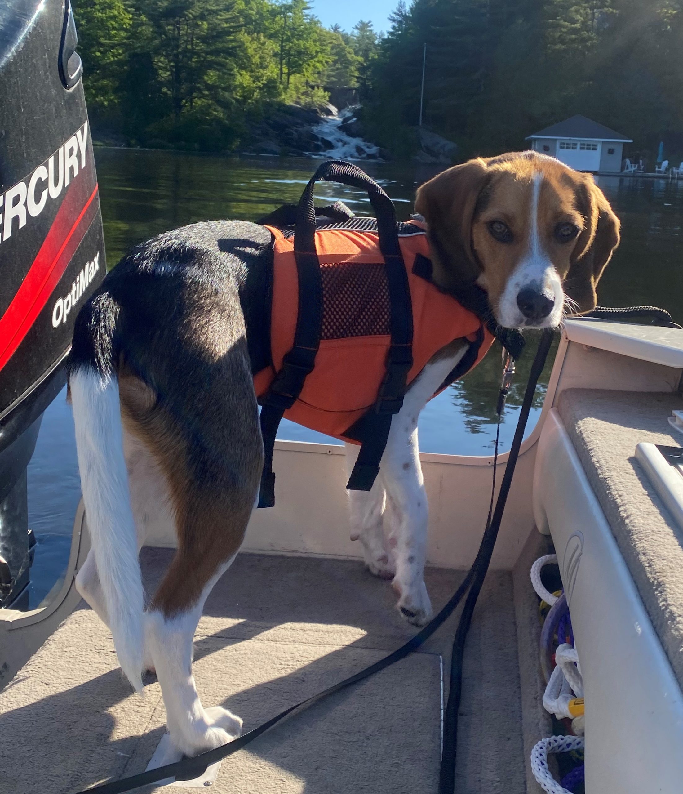Salus Skippy Dog Life Jacket (PFD) - Medium Size, Mango Color, For Dogs 30-60 Lbs